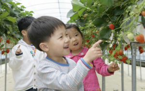 ‘친환경 딸기농장체험’ 인기 