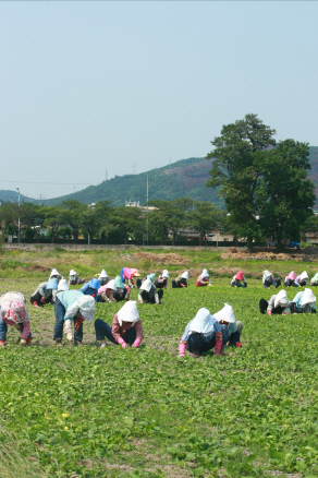 황룡의 재림을 기다리는 황화의 순정