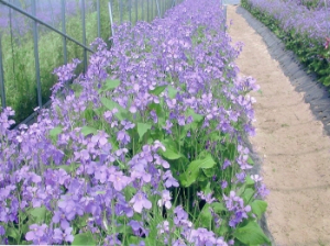 경주 동부사적지대 , 신품종 유채 시범조성