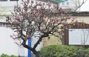 [133]김동리 선생이 영감 얻은 작품속 배경지 ‘경주’를 찾아 - 경주 배경 소설 작품이 문학의 주류, ‘언제나 내 고향 경주 자랑스러워’