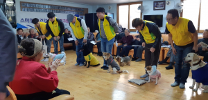 반려견 경주개 동경이 어르신들과 만나다