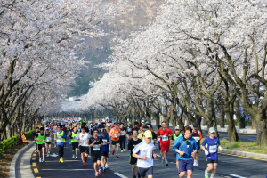 제28회 경주벚꽃마라톤대회 참가자 접수 시작