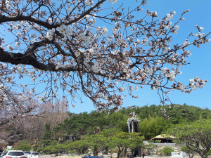 경주 보문정의 벚꽃