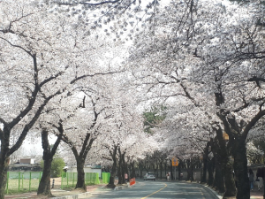경주의 만개한 벚꽃