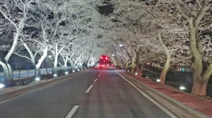 벚꽃길 야간경관조명으로 더 화려해진다