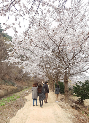 명활성에서 진평왕릉까지 ‘벚꽃 길 걸어보세요’