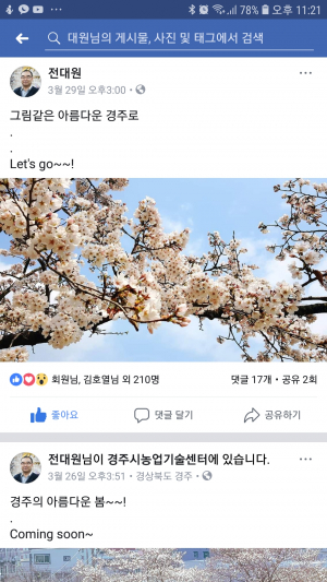 벚꽃 축제 알리는 꽃보다 시민!!