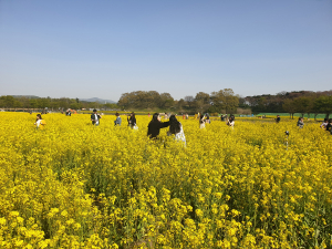 경주 동부사적지 꽃 단지 ‘유채·튤립’ 만발