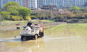 경주지역 첫 모내기 남산들에서 시작