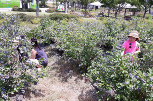경주 동궁원 블루베리 열매따기 체험행사 