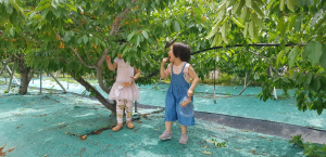 경주 동궁원에서 체리열매 따기 체험하세요~