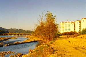 사라진 유림숲(柳林)… 강변 숲의 풍치 뛰어나 시민들이 숲 메웠다