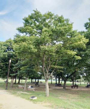 형산강 물길따라(31)-스웨덴(서전) 두 국왕의 경주방문기념 나무 이야기