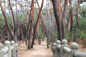 [전인식 시인의 경주인문학산책] 엘튼 존이 사랑한 경주 소나무