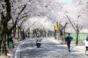 반려견과 함께 즐기는 벚꽃축제