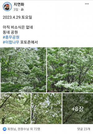이팝나무 꽃 사진 올린 지연화 씨 페이스 북