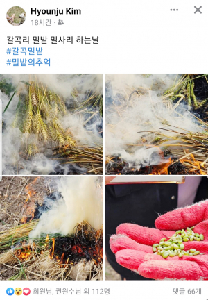 황금빛 갈곡밀밭, 밀사리에 빠진 김현주 씨