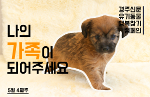 나의 가족이 되어주세요! [공고번호 : 경북-경주시-2023-0402]