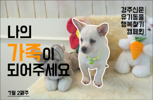 나의 가족이 되어주세요 [공고번호 : 경북-경주시-2023-0619]