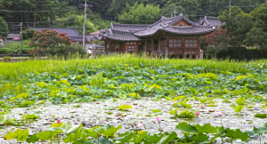 서출지-신라 소지왕 목숨 구한 전설의 무대