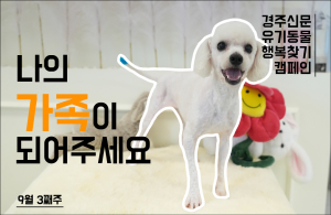 나의 가족이 되어주세요! [공고번호 : 경북-경주시-2023-0831]