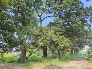 최부자댁 기운을 지켜온 보비림, 뒤솔밭
