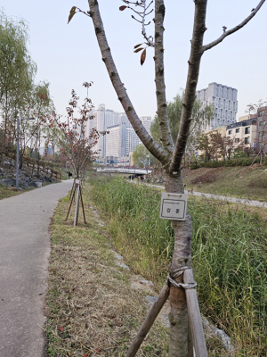 이름표 단 나무들 보셨나요?