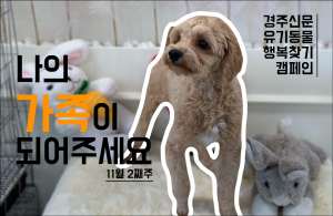 나의 가족이 되어주세요! [공고번호 : 경북-경주시-2023-1080]