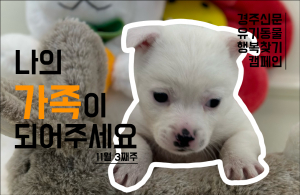 나의 가족이 되어주세요! [공고번호 : 경북-경주시-2023-1104]