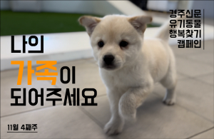 나의 가족이 되어주세요! [공고번호 : 경북-경주시-2023-1102]