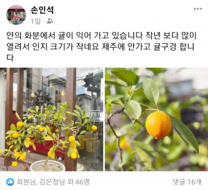 화분으로 탐스러운 귤 기른 손인석 씨