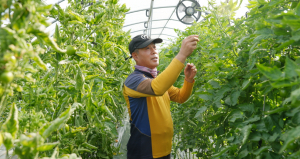 기능성 토마토를 재배하는 우성농장 조홍철 대표
