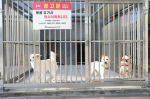 경주시동물사랑보호센터, 지난해 45% 입양