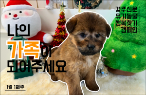 나의 가족이 되어주세요! [공고번호 : 경북-경주시-2023-1227]