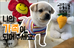 나의 가족이 되어주세요! [공고 번호 : 경북-경주-2024-00006]
