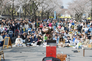 경주 대릉원돌담길 벚꽃축제 14만명 다녀가