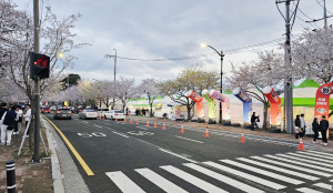 벚꽃 명소 경주 흥무로 벚꽃길… 이대로 괜찮을까?