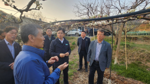 경주 현곡농협, 냉해 배 과수농가 긴급 현장점검