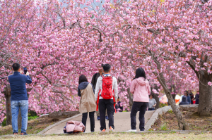 경주 불국사공원 벚꽃 지니 ‘겹벚꽃 활짝’