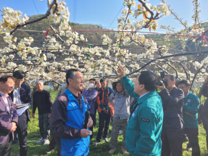 경주시, 이상저온 배꽃 피해 농가 긴급 지원