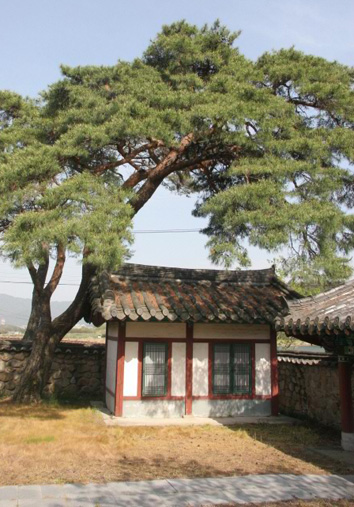 석호정사의 제수를 보관하는 전사청에는 늙은 소나무가 드리워져 있다.