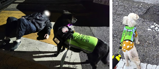 (사진 좌) 2024년 2월, 반려견 순찰대로 활동하는 ‘오이지’가 만취해 길가에 쓰러진 남성 주변을 살피고 있다. <사진=서울시>, (우)동작구 반려견 순찰대 ‘달콩이’와 견주는 순찰대 활동 중 포트홀을 발견하고 신고해 사고 예방에 이바지했다. <사진=서울시>
