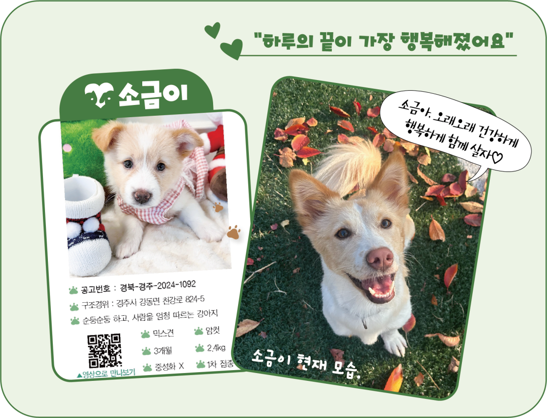 소금이 입양공고모습(왼)과 현재 모습(오). <이미지=김은경 기자>