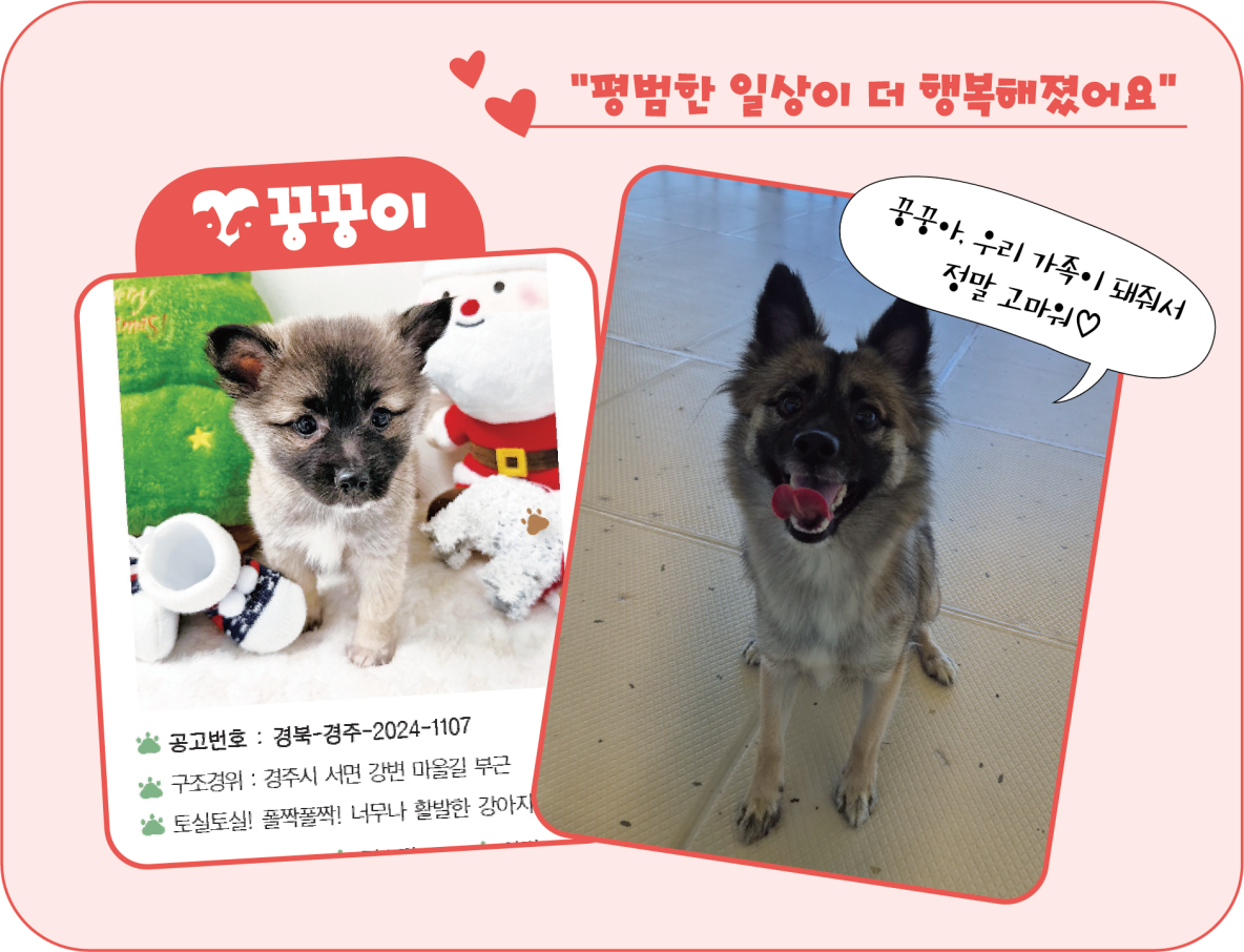 꿍꿍이 입양공고모습(왼)과 현재 모습(오). <이미지=김은경 기자>