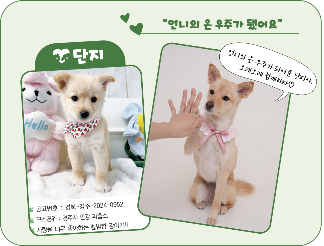 단지의 입양공고모습(왼)과 현재 모습(오). <이미지=김은경 기자>