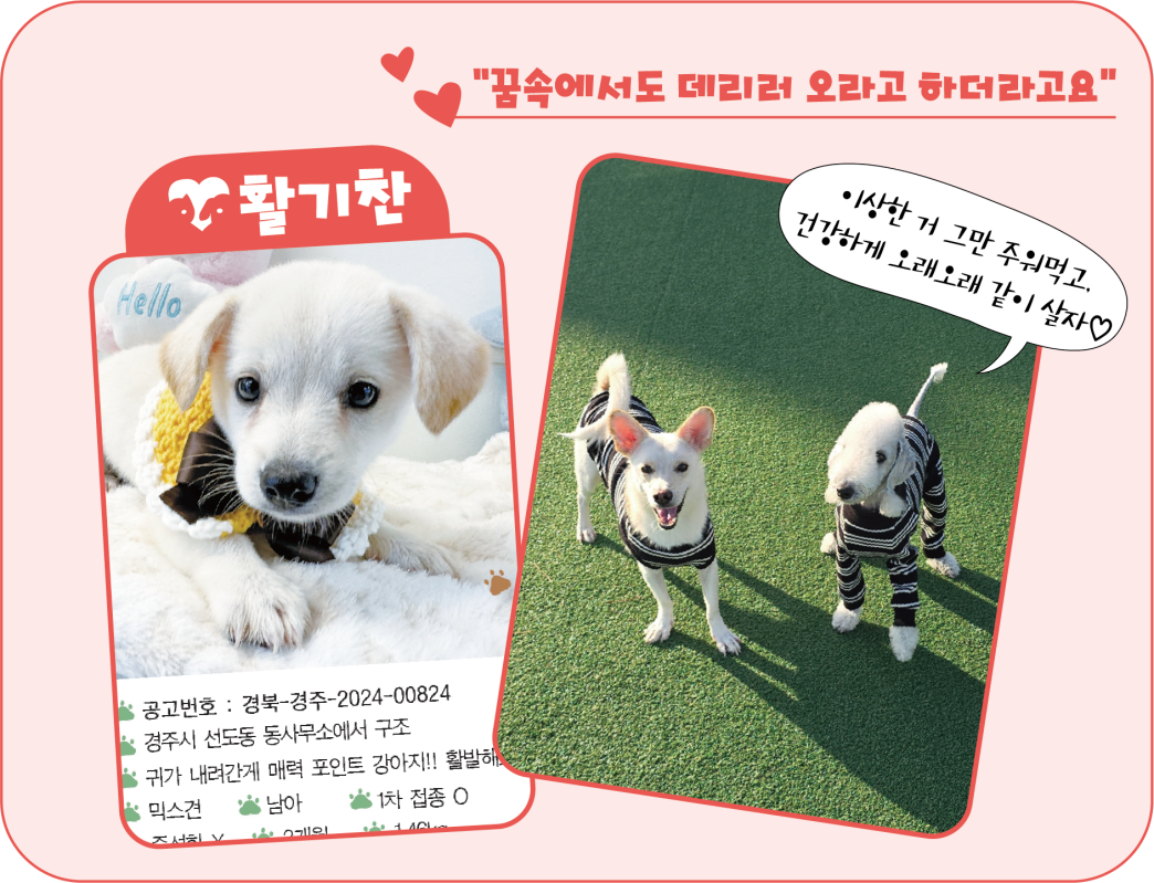 활기찬의 입양공고모습(왼)과 현재 모습(왼쪽 강아지). <이미지=김은경 기자>