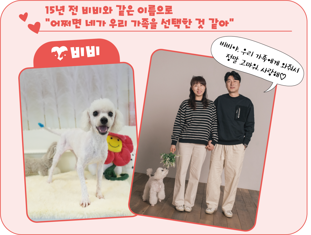 입양 전 비비 모습과 입양 후 비비와 홍경식 씨 가족. <이미지=김은경 기자>