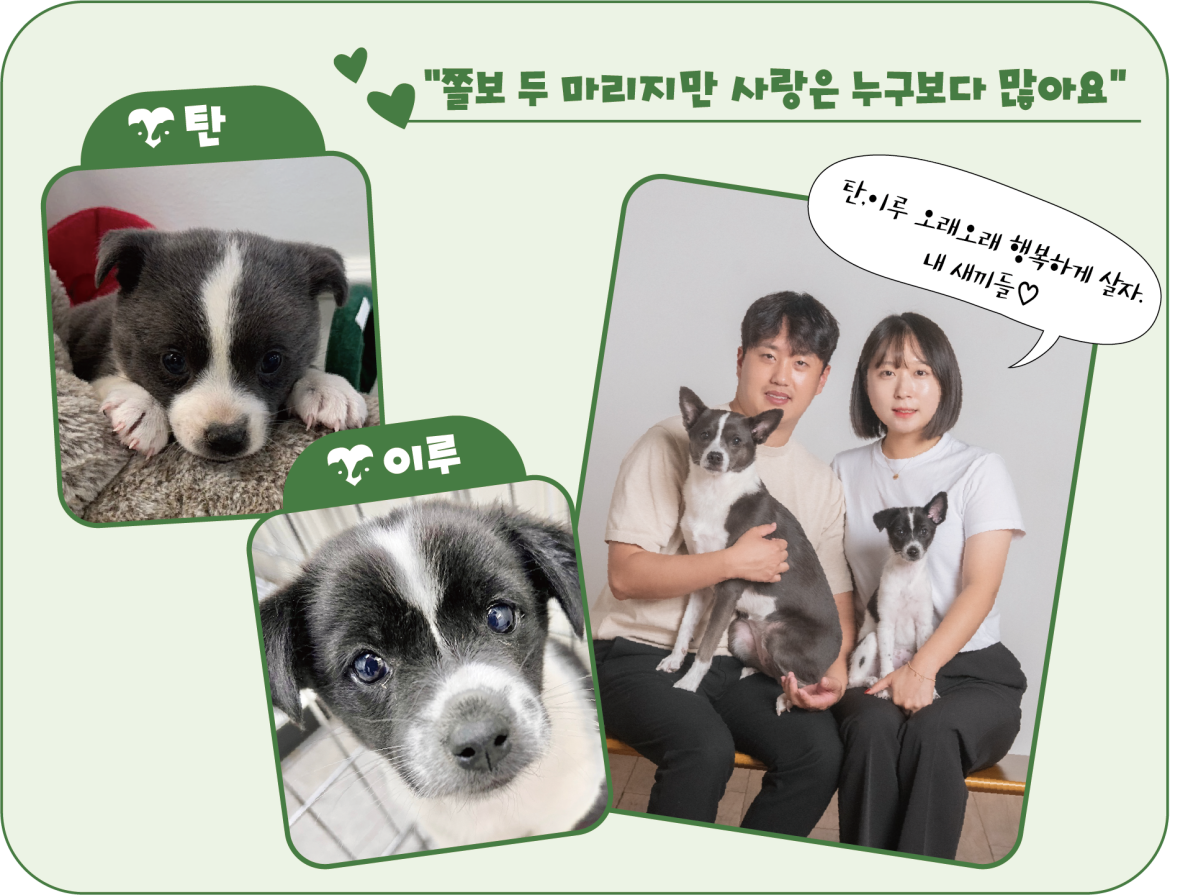 입양 전 탄,이루 모습과 입양 후 탄(왼), 이루와 손영주 씨 가족. <이미지=김은경 기자>
