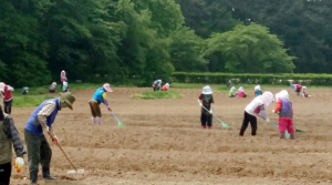 동부사적지에 대단위 목화밭 조성 ‘한창’
