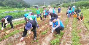 용강동새마을협의회, 사랑의 감자 수확 작업